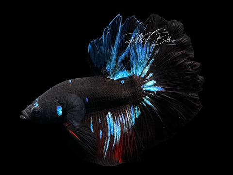Avatar Halfmoon Male Betta | M2795