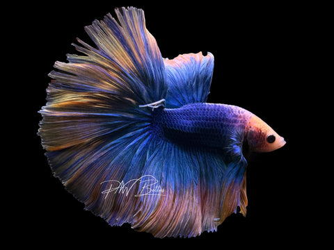 Yellow Mascot HM Male Betta | M2621