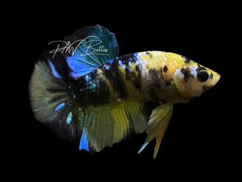 Yellow Koi HMPK Male Betta | M3054