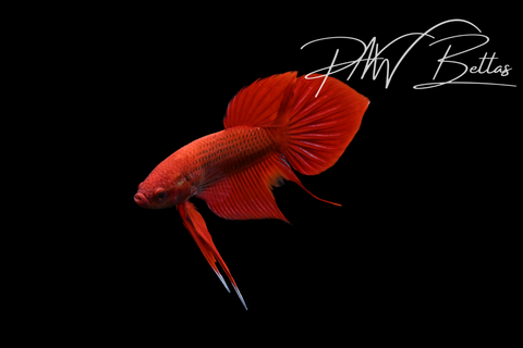 Red Hybrid Splendens Male | Franks Bettas Wild Type | FW150