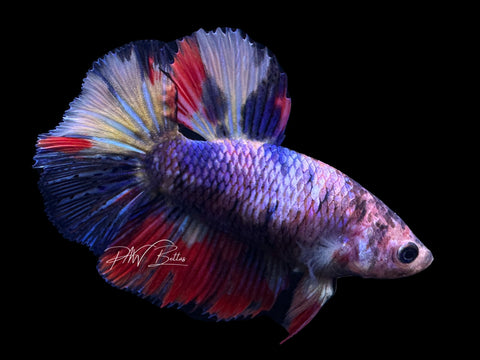 Marble HM Female Betta | F1689