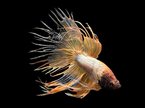 Yellow Crowntail Male Betta | M3086