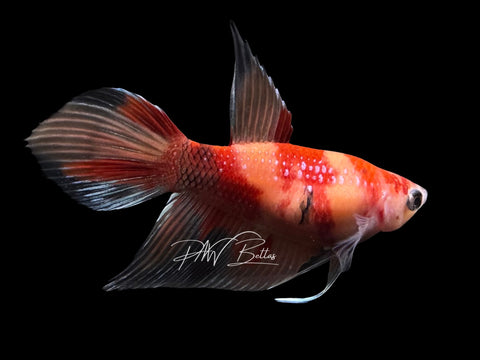 Nemo Veiltail Female Betta | F2807