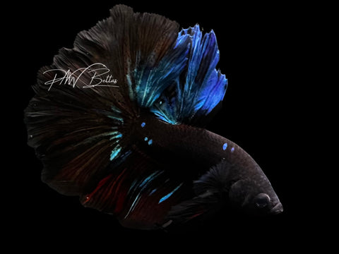 Avatar Halfmoon Male Betta | M2795