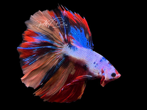 Fancy Marble Halfmoon Male Betta | M3084
