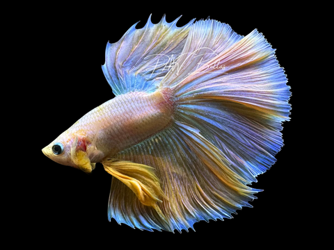 Yellow Iridescent Halfmoon Male Betta | M3053