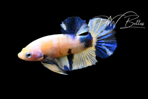 Yellow Koi HMPK Male Betta | M1522