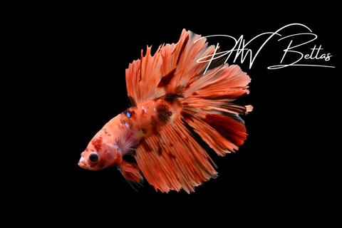 Nemo Delta Male Betta | 5165