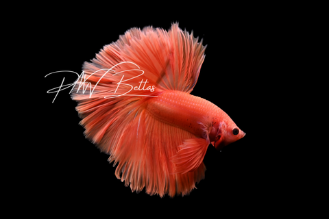 Super Orange Halfmoon Male Betta | M5020
