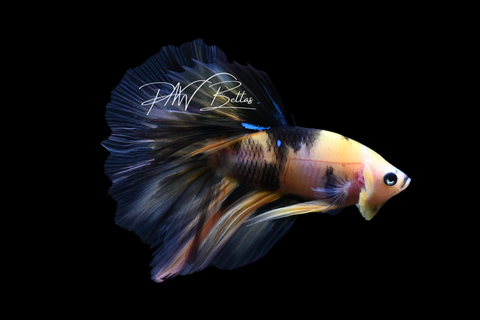 Yellow Koi Halfmoon Male Betta | M4082