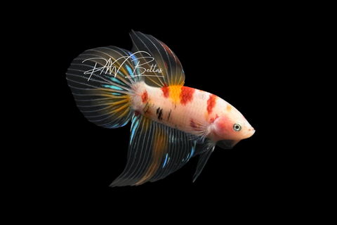 Koi Veiltail Male Betta | M4095