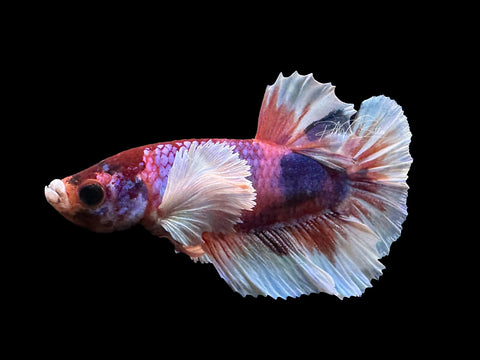 Candy Dumbo HMPK Male Betta | M2399