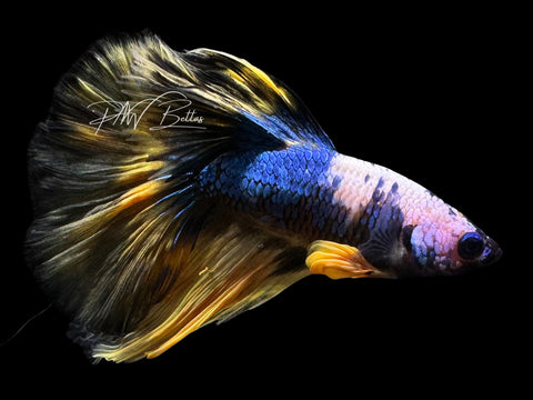 Yellow Koi Halfmoon Male Betta | M2794