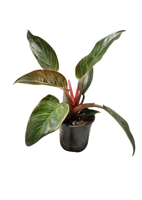 Philodendron Pink Birkin 4”