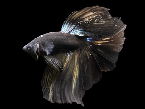 Black Avatar HM Male Betta | LM12