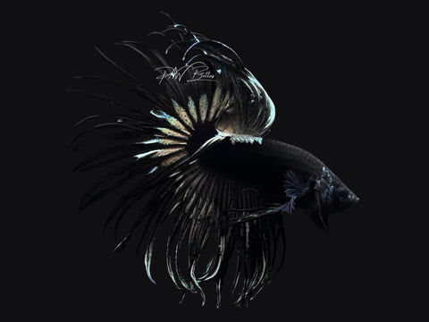 Black Copper CT Male Betta | M2584
