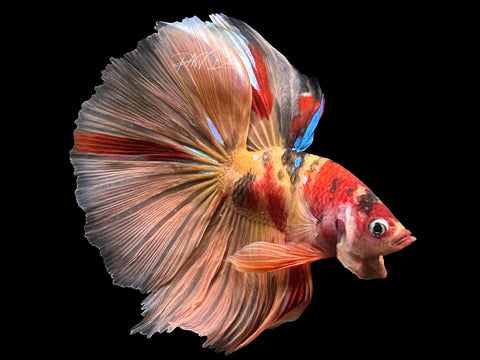Nemo HM Male Betta | M2589