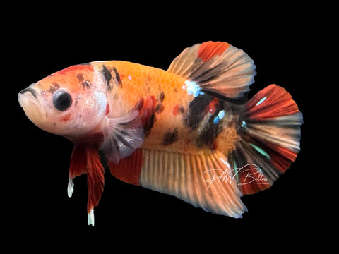 Candy Galaxy HMPK Male Betta | M3098