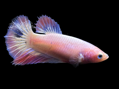 Pastel Halfmoon Female Betta | Live Sale F4