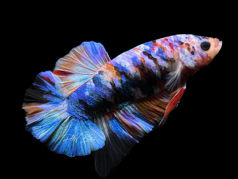 Koi HMPK Male Betta | M2598