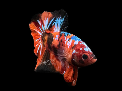 Nemo Galaxy HMPK Male Betta | M2612