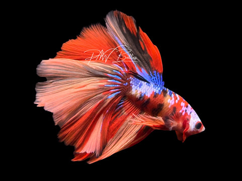 Galaxy Halfmoon Male Betta | M3093