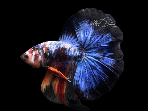 Koi HM Male Betta | M2618