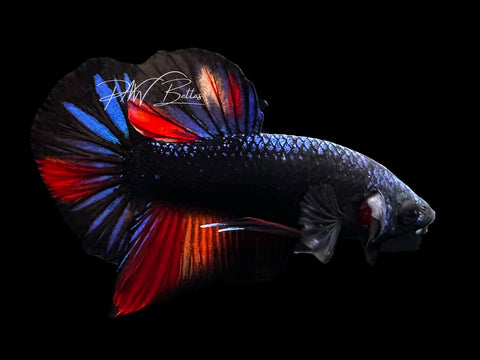 Avatar Nemo HMPK Male Betta | M2854