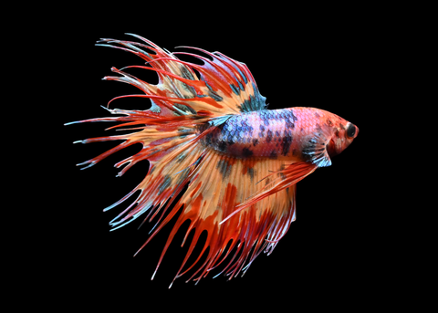 Candy Crowntail Male Betta | 5264