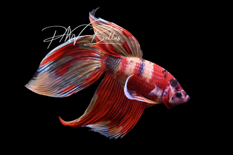 Nemo Veiltail Male Betta | M5001