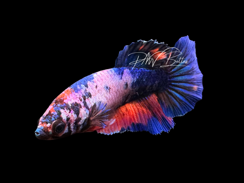 Marble Halfmoon Female Betta | F2322