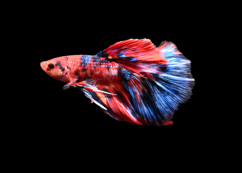 Koi Halfmoon Male Betta | 5185