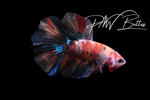 Candy Delta Male Betta | 5153