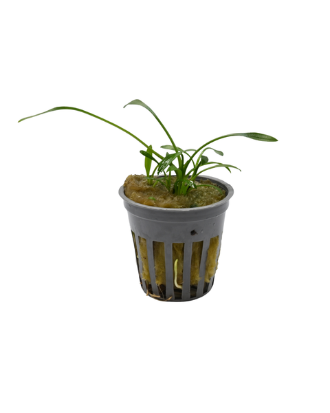 Cryptocoryne Parva
