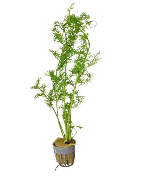 Water Sprite | Ceratopteris thalictroides