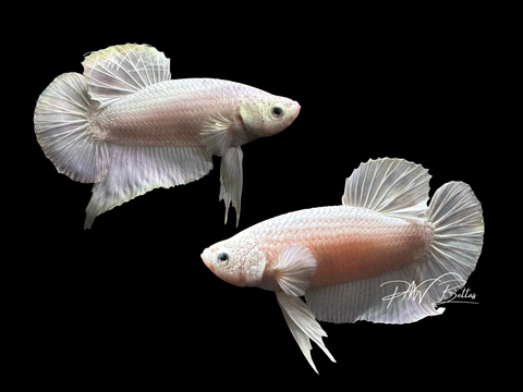 Platinum HMPK Male Betta