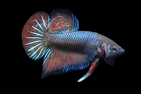 Wild Type Hybrid Plakat Male Betta | M2900