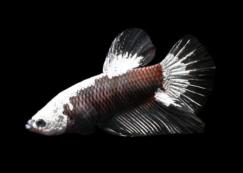 Samurai HMPK Male Betta | 5268