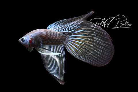 Blue Yellow Imbellis Long Fin Male | Franks Bettas Wild Type | FW112