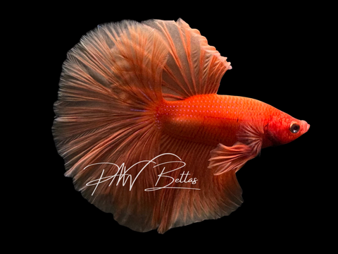 Super Orange Halfmoon Male Betta | M3032