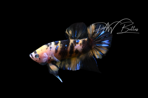 Yellow Koi HMPK Male Betta | M5041