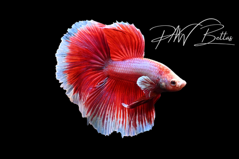 Salamander Halfmoon Male Betta | M5101