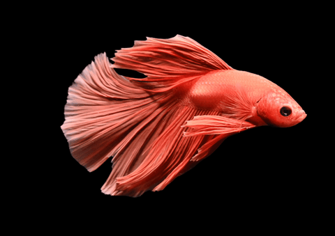 Super Orange Halfmoon Male Betta | 5282