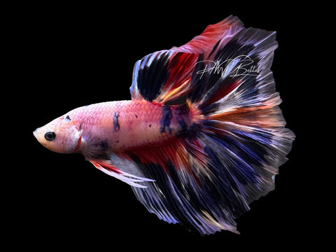 Blue Marble HM Male Betta | M2627