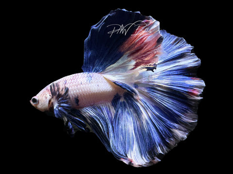 Blue Marble HM Male Betta | M2630