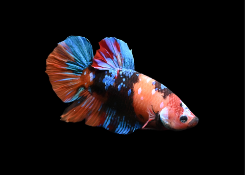 Koi HMPK Male Betta | 5220