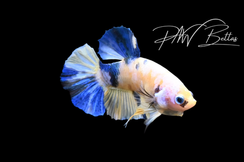Yellow Koi HMPK Male Betta | M1522