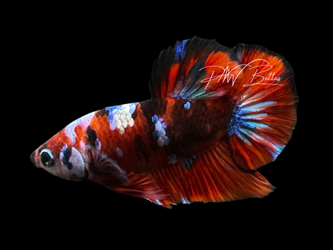 Red Galaxy HMPK Male Betta | M3052