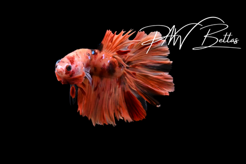 Nemo Delta Male Betta | 5165