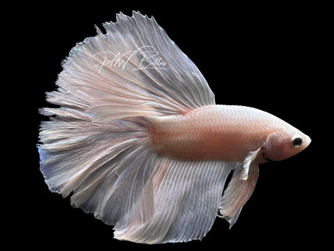Platinum Halfmoon Male Betta | M4024
